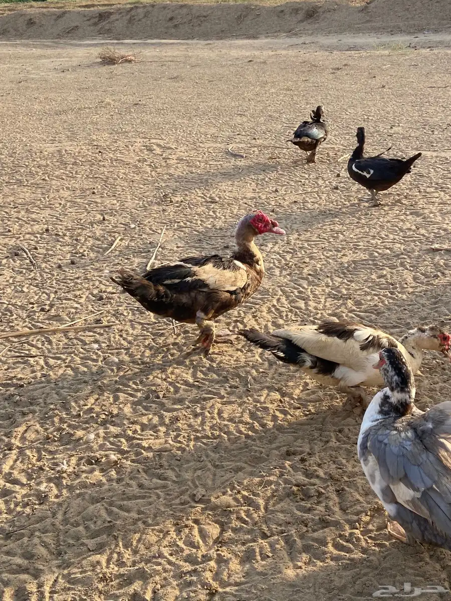 القنفدة القوز 2
