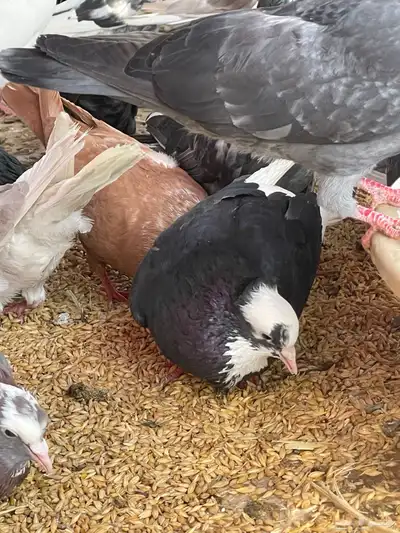 حمام قطيفي قلاب جو أساسات 12