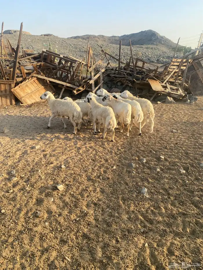 ذبايح حري سواكني تيوس يوجد تقسيط تابي 2