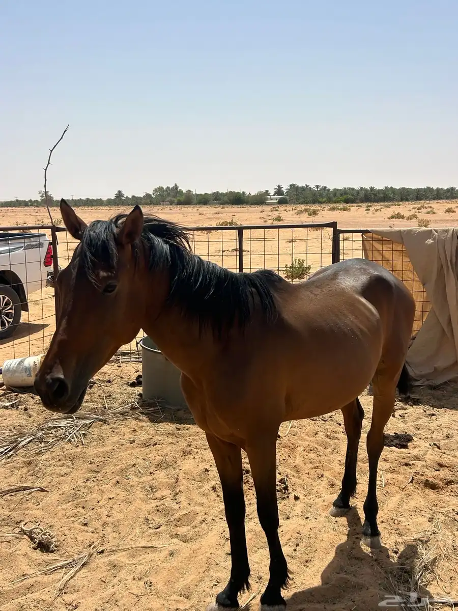 حصان شعبي 3