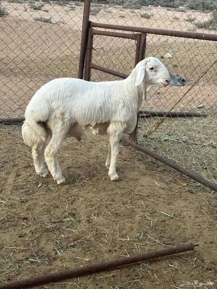 مشروع مفحل صنف 2