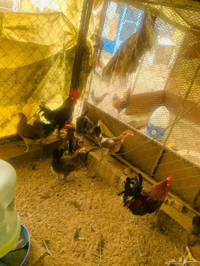 مشروع دجاج عربي وافرق كامل 42