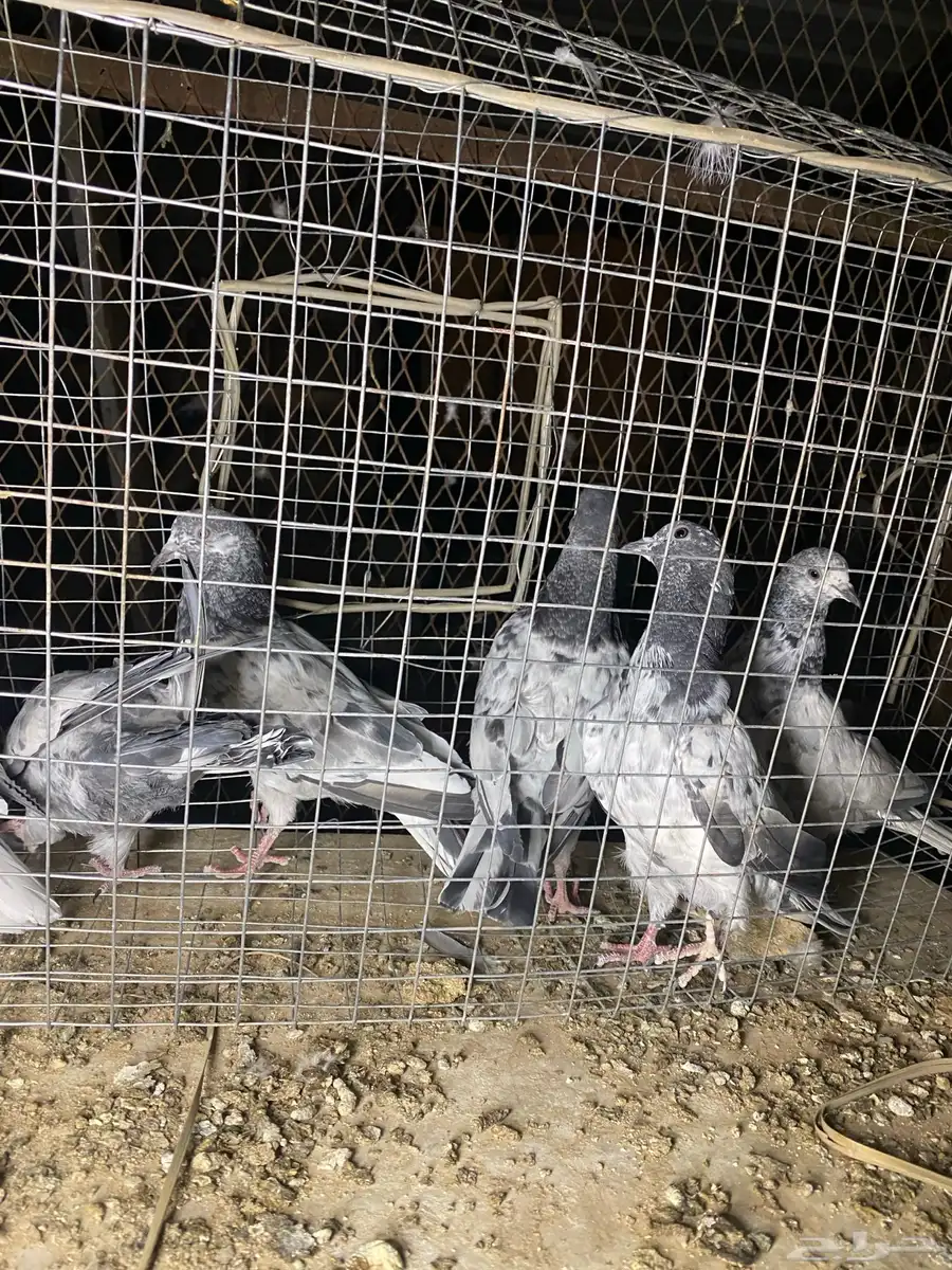 طبات باكستاني 24