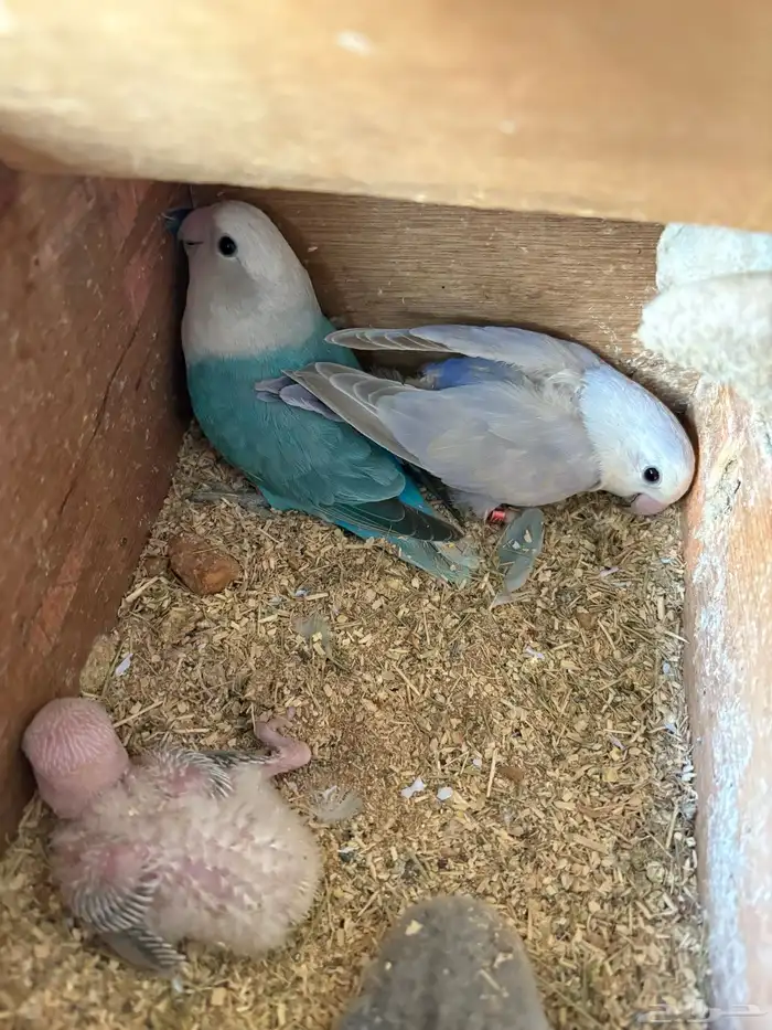جوز روز مع فروخه 2