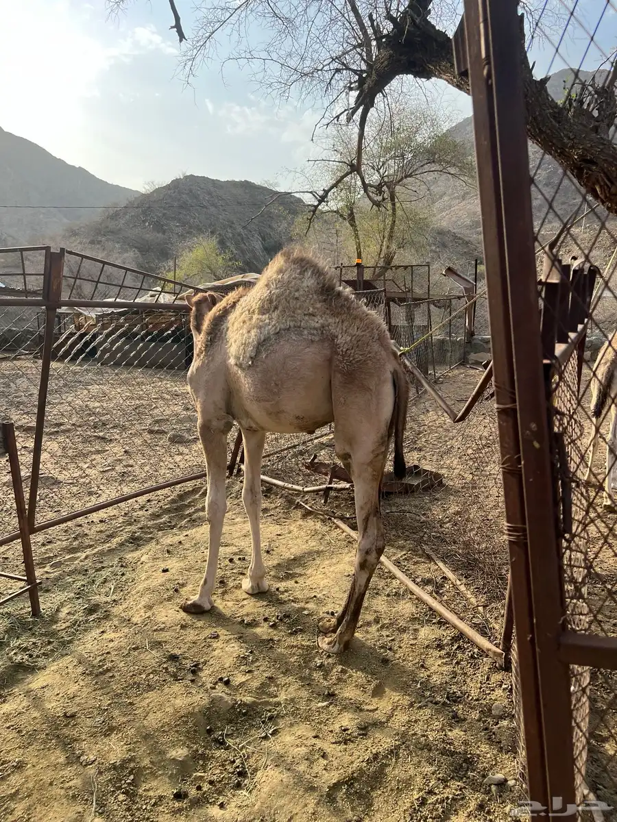 قعود 0