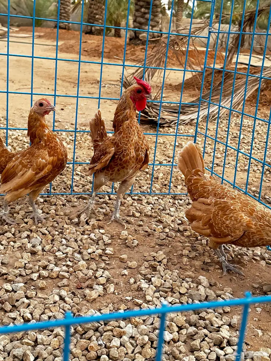 طقم سبرايت كريمي خوارج 4