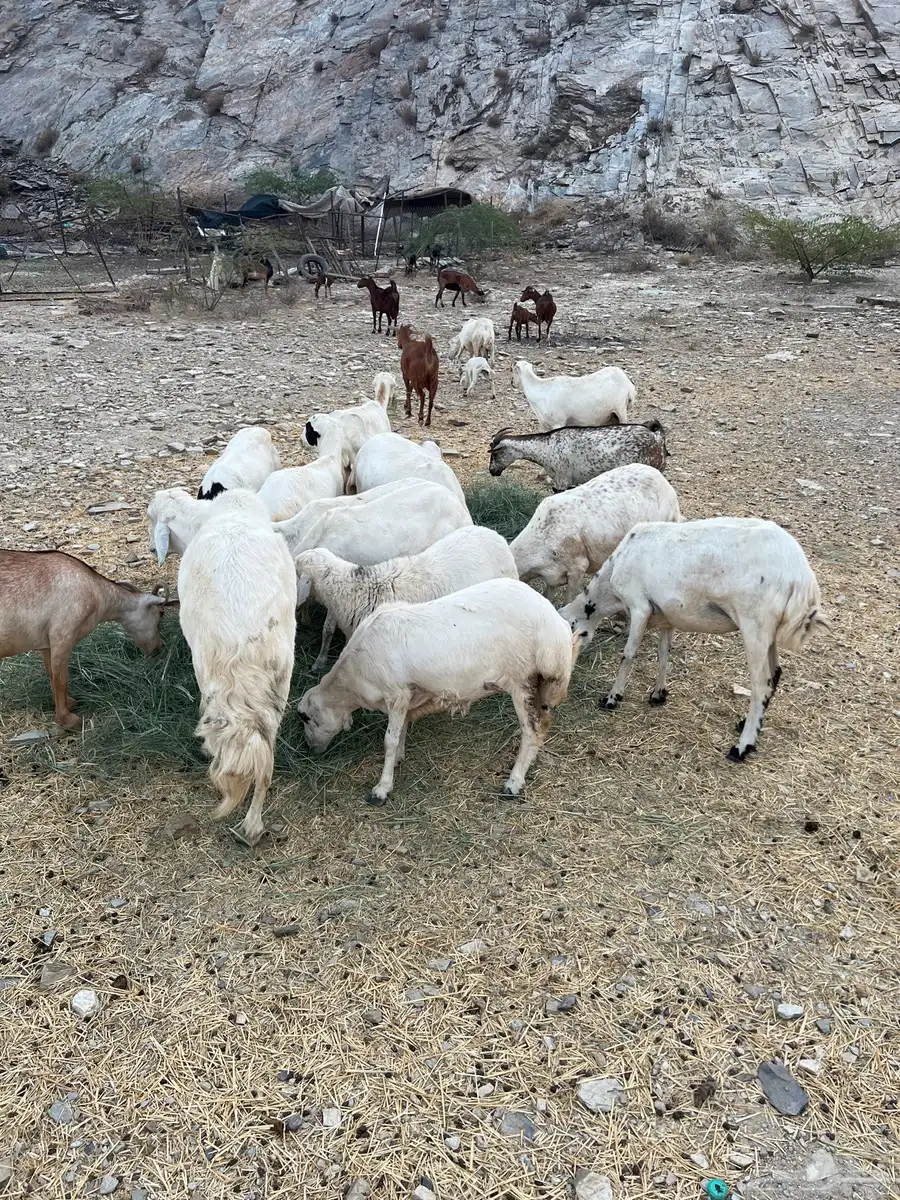 محايل 0
