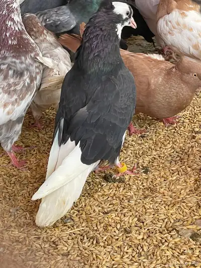 حمام قطيفي قلاب جو أساسات 8