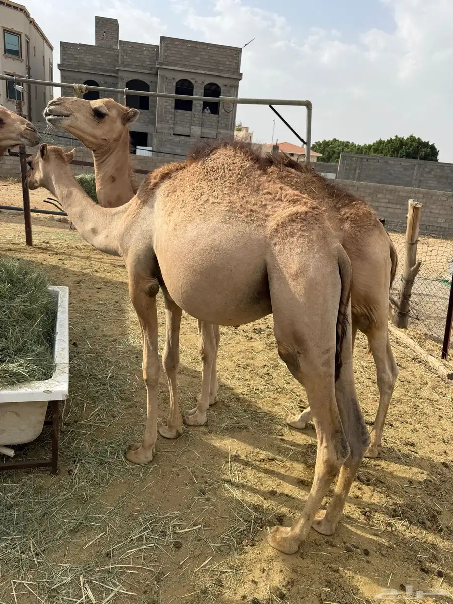 حشوان للبيع 5