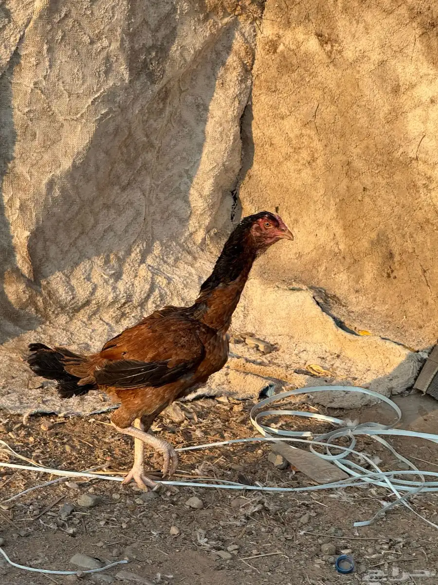 صوص باكستاني اصيل 14