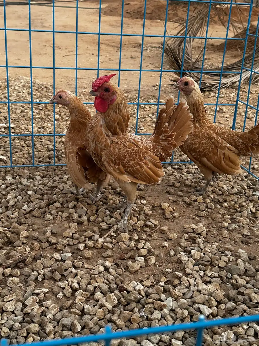 طقم سبرايت كريمي خوارج 0