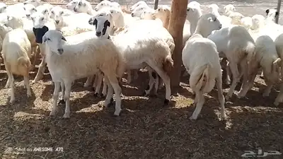 رخال رفيدي بلدي من 780 جمله 0