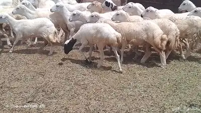 رخال رفيدي بلدي من 780 جمله 3