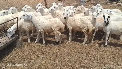 رخال رفيدي بلدي من 780 جمله 2