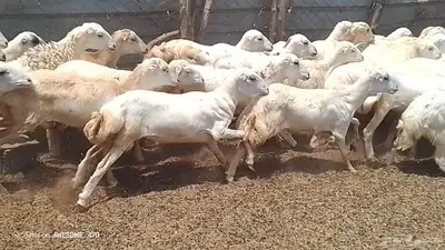 رخال رفيدي بلدي من 780 جمله 1