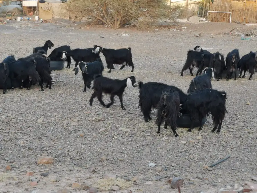 معزا اللبيع 2
