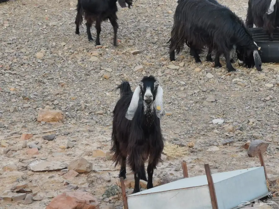 معزا اللبيع 3