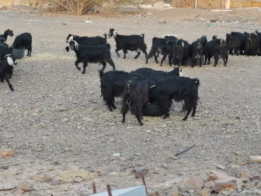 معزا اللبيع 13