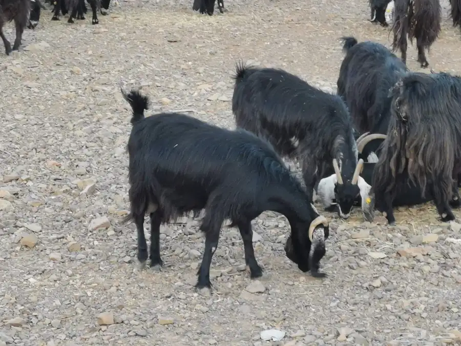 معزا اللبيع 12