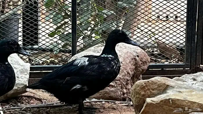 بط الكايوجا 3
