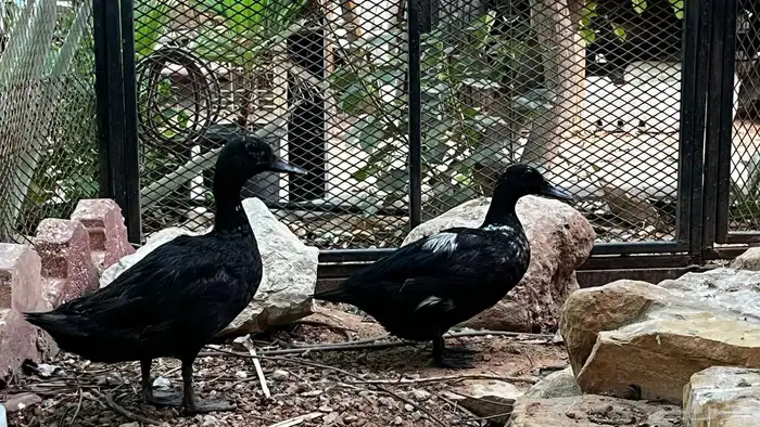 بط الكايوجا 2