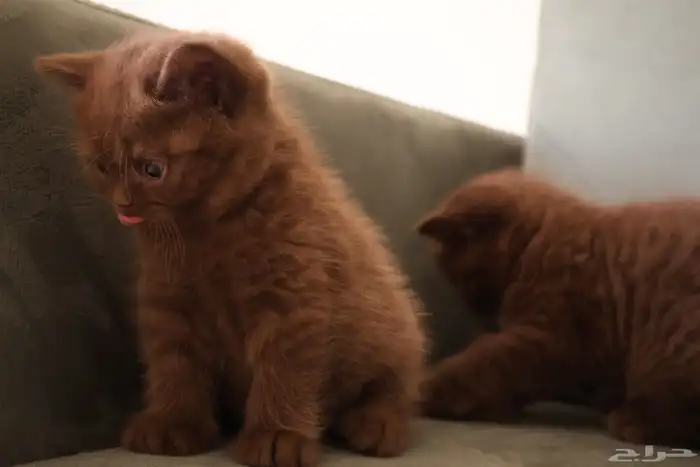 بريتش تشوكلت (تم البيع) 1