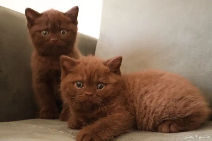 بريتش تشوكلت (تم البيع) 0