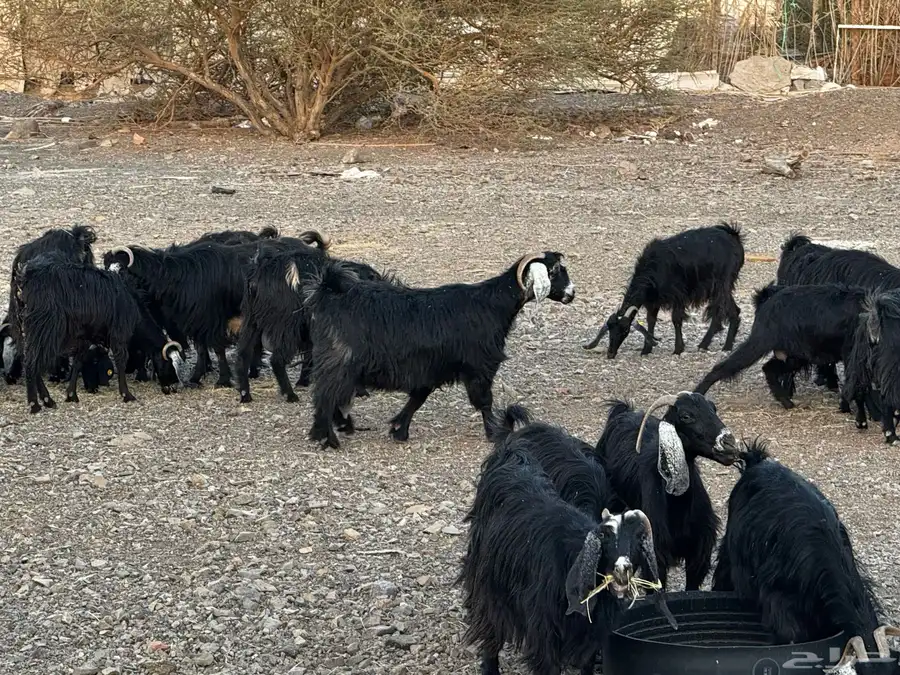 معزا اللبيع 14