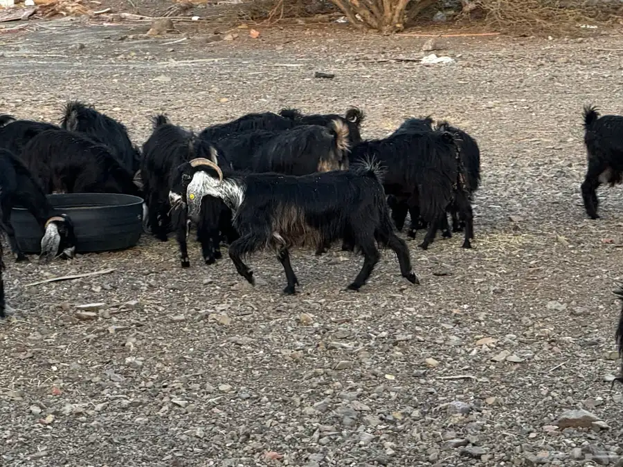 معزا اللبيع 11