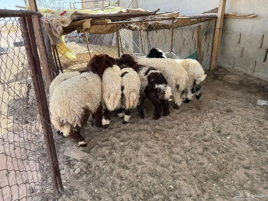 بهم نعيم فاخر 14