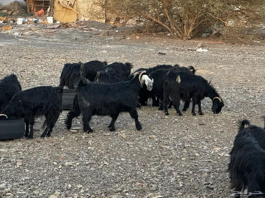 معزا اللبيع 10