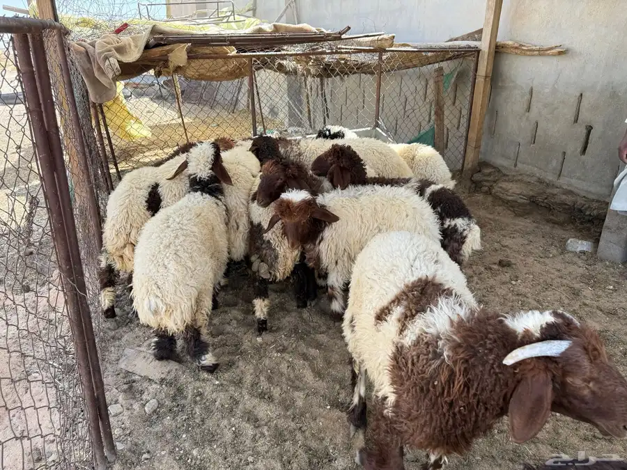 بهم نعيم فاخر 12
