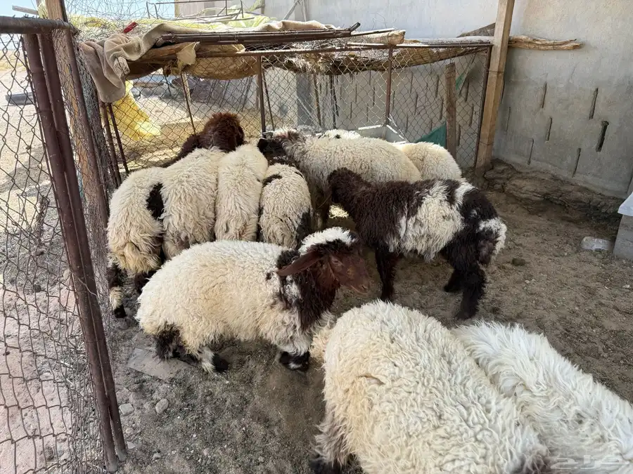 بهم نعيم فاخر 15