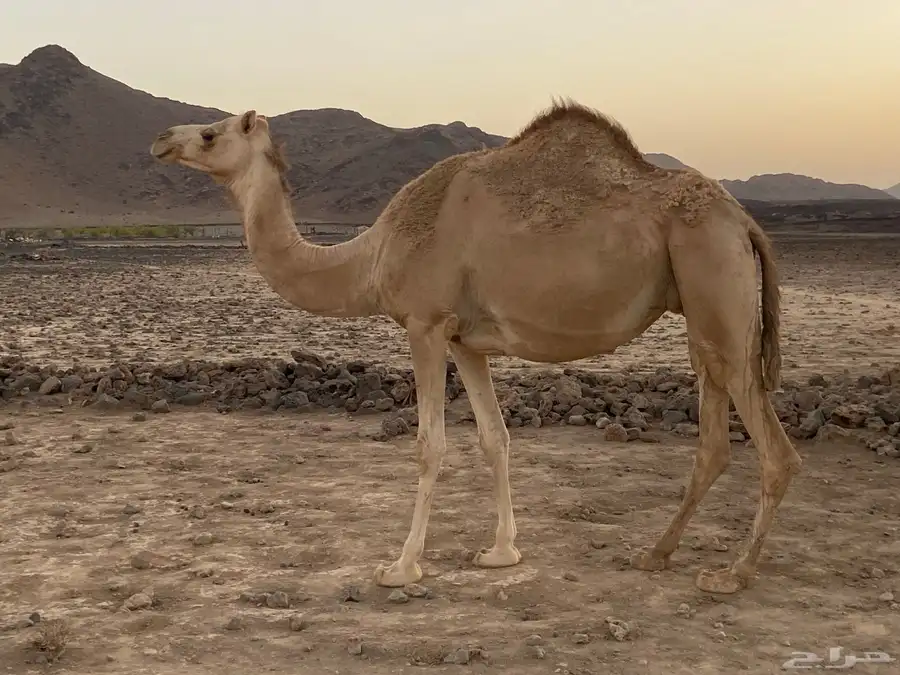 ناقه لقحه 0
