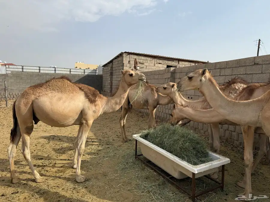 حشوان للبيع 0
