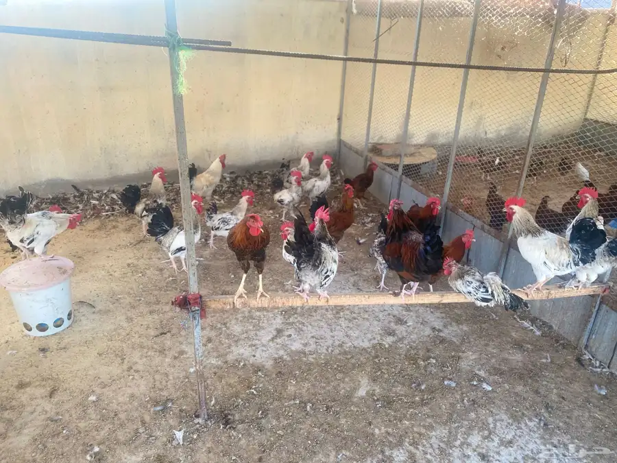 ديوك فرنسي 2