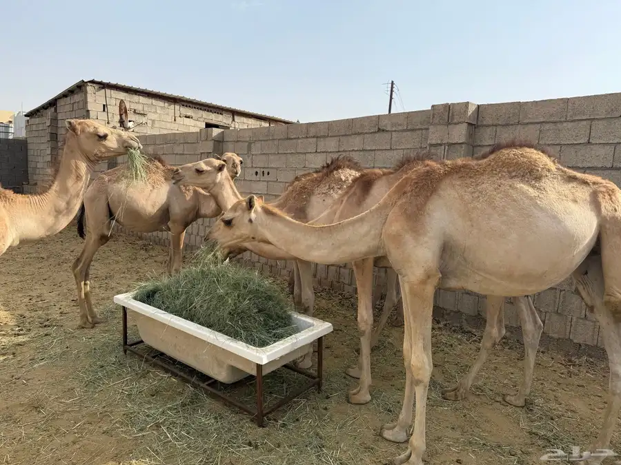 حشوان للبيع 1