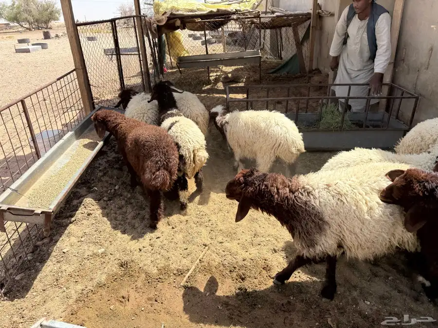 بهم نعيم فاخر 8