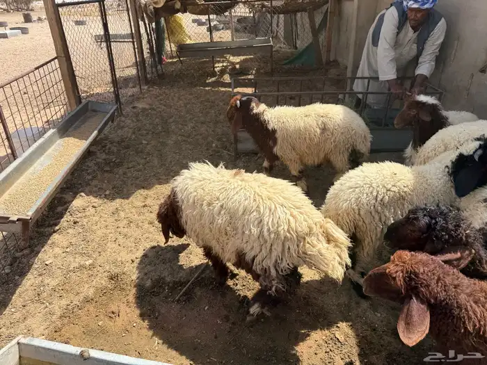 بهم نعيم فاخر 5