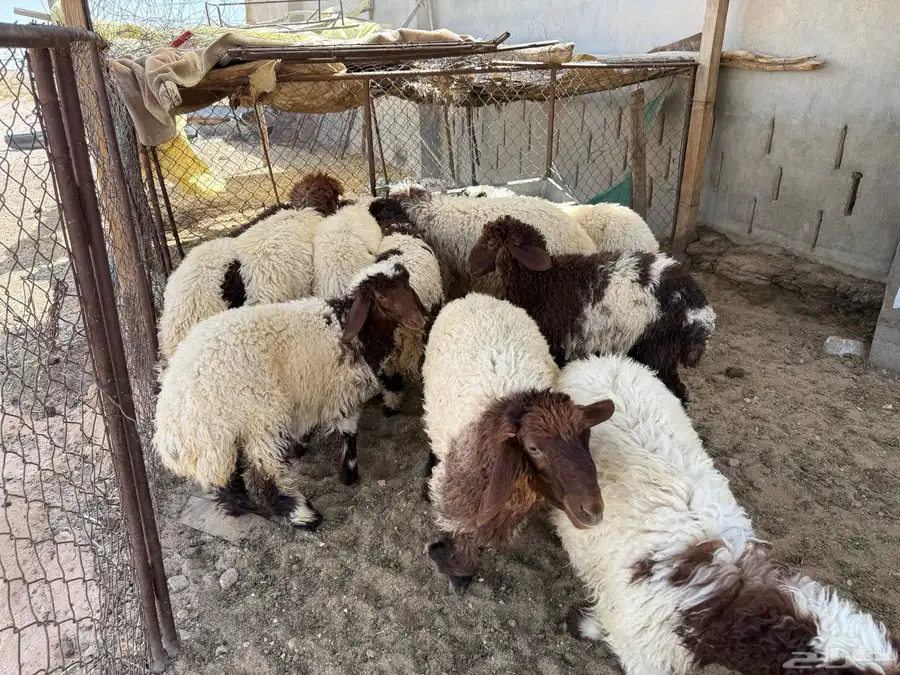 بهم نعيم فاخر 13