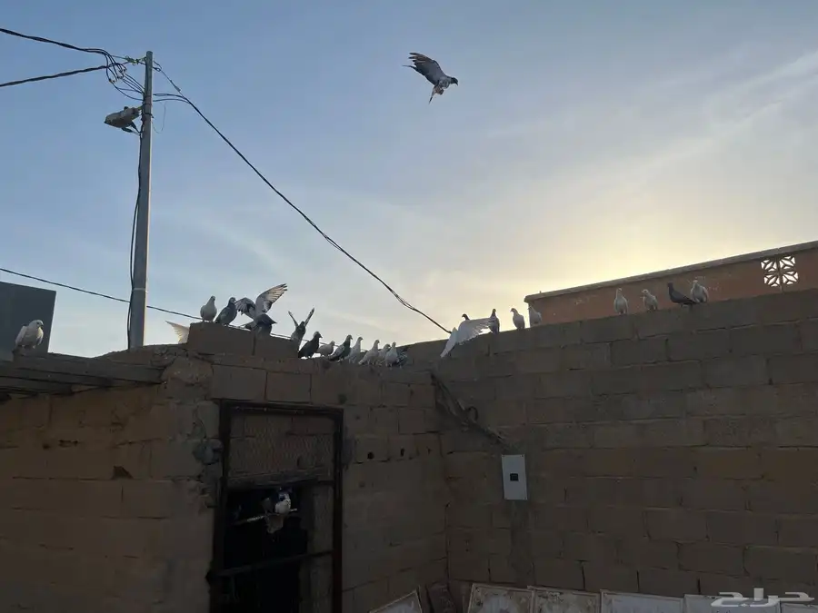 حمام مشكل منتج 4