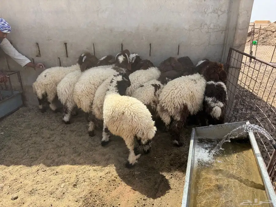 بهم نعيم فاخر 9