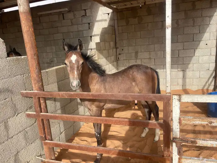 مهر شعبي للبيع 0