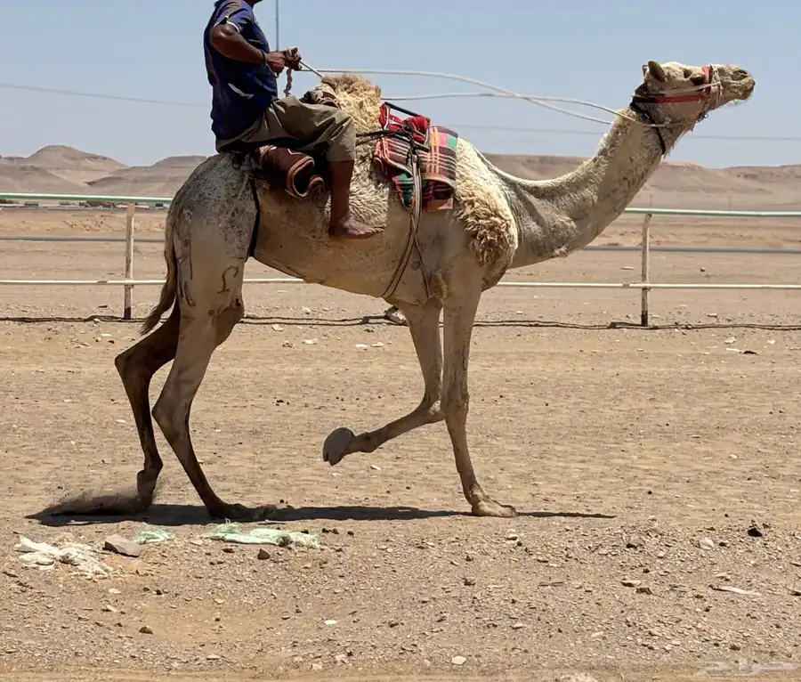 جمل سوداني طابع 1