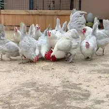 دجاج فيومي المنيوم بي اض 0