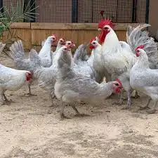 دجاج فيومي المنيوم بي اض 1