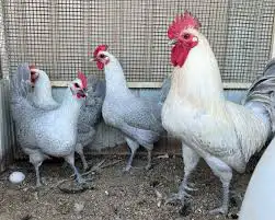 دجاج فيومي المنيوم بي اض 2