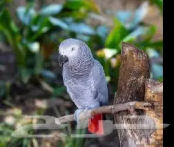 مطلوب ببغاء 1