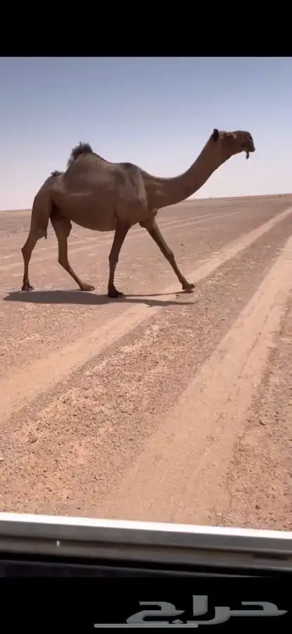 للبيع لقحه صفر ا عونيه كفووو 0