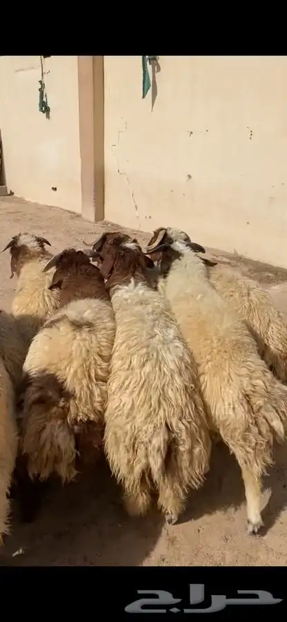 جذعان نعيم جبره فل ظهروطرف وشعره عمارها من 8 شهور وفوق 2